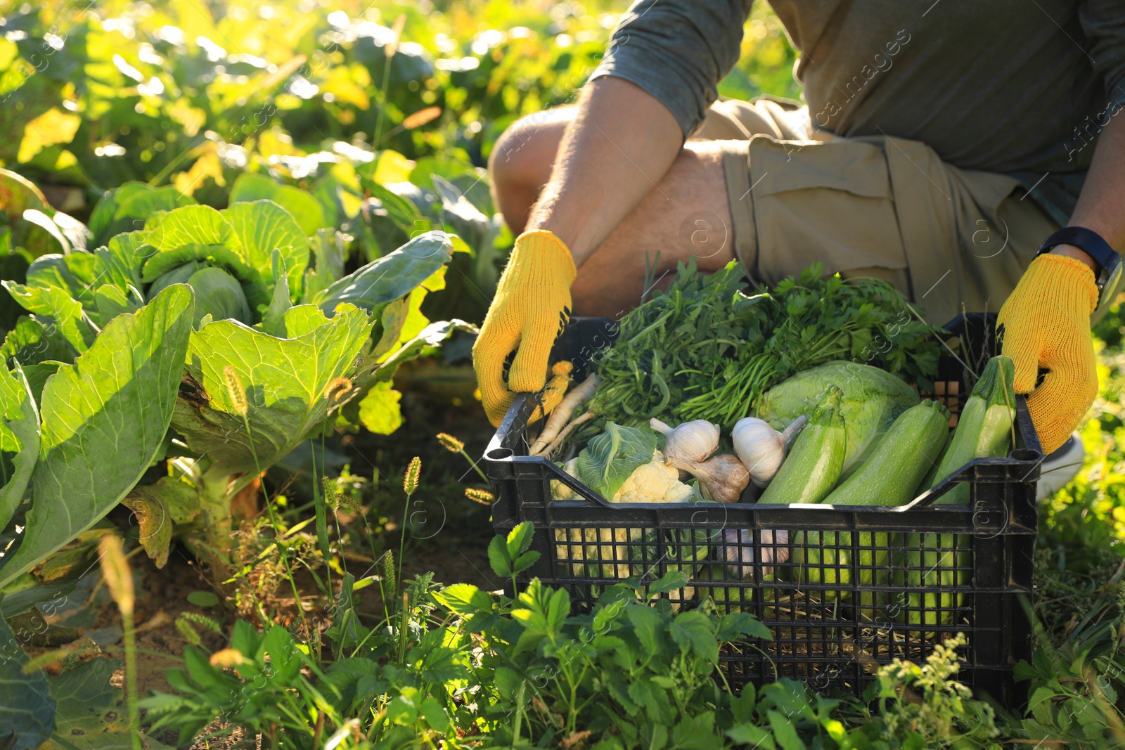 Photo of Man harvesting different fresh ripe vegetables on farm, closeup