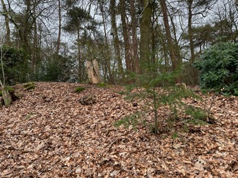 Beautiful trees and fallen leaves in forest