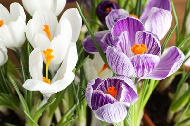 Photo of Beautiful fresh spring crocus flowers, closeup view