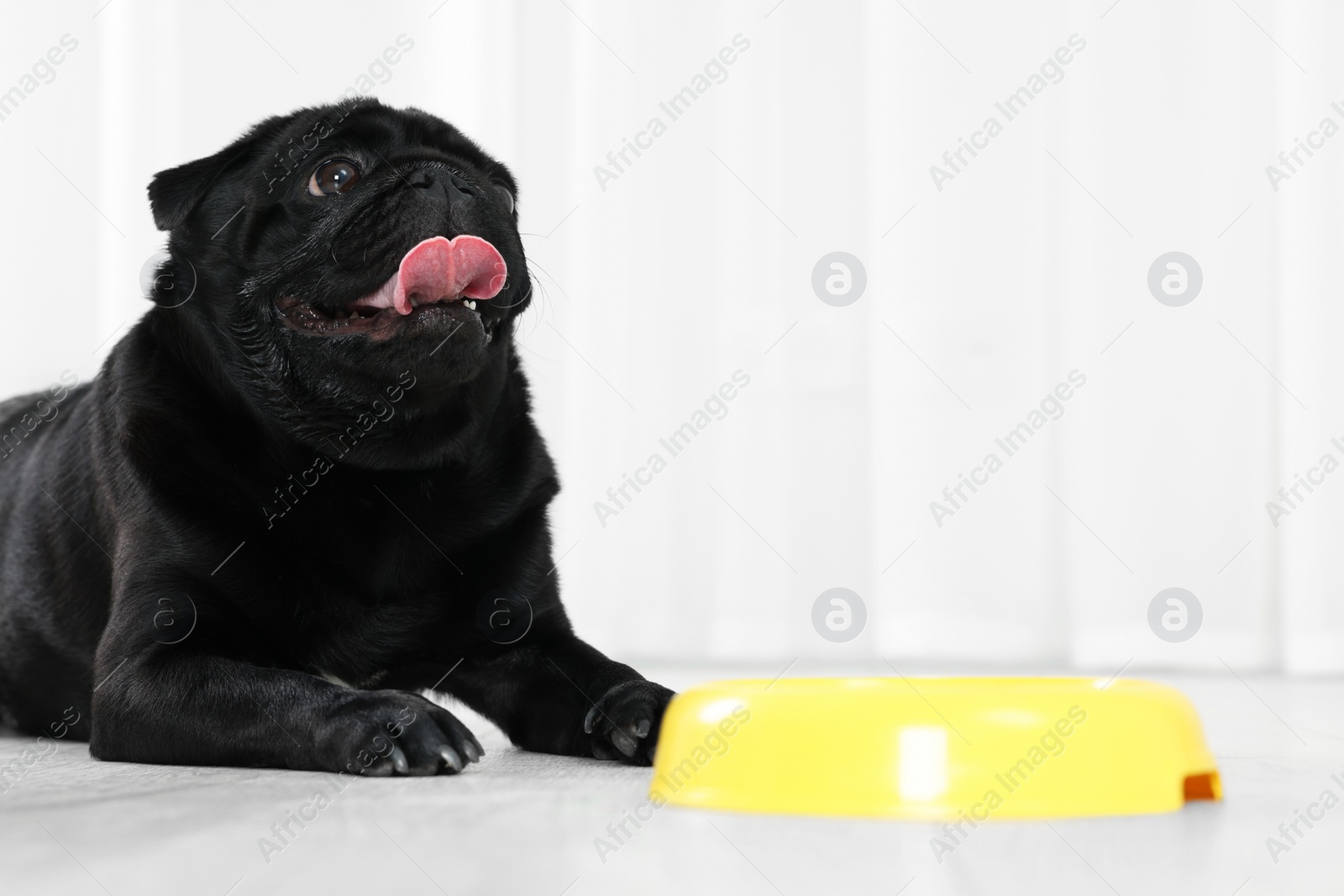 Photo of Cute Pug dog eating from plastic bowl in room, space for text