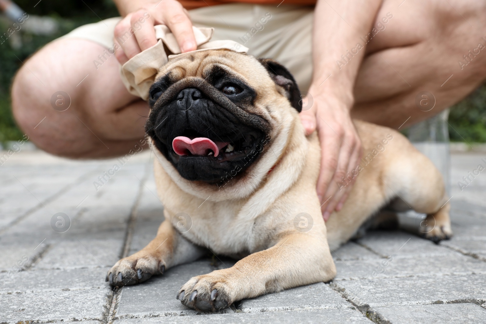 Photo of Owner helping his pug dog on street in hot day, closeup. Heat stroke prevention