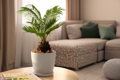 Flowerpot with tropical palm tree on table indoors