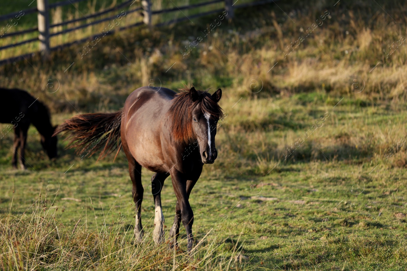 Photo of Beautiful horse in field on sunny day. Lovely domesticated pet