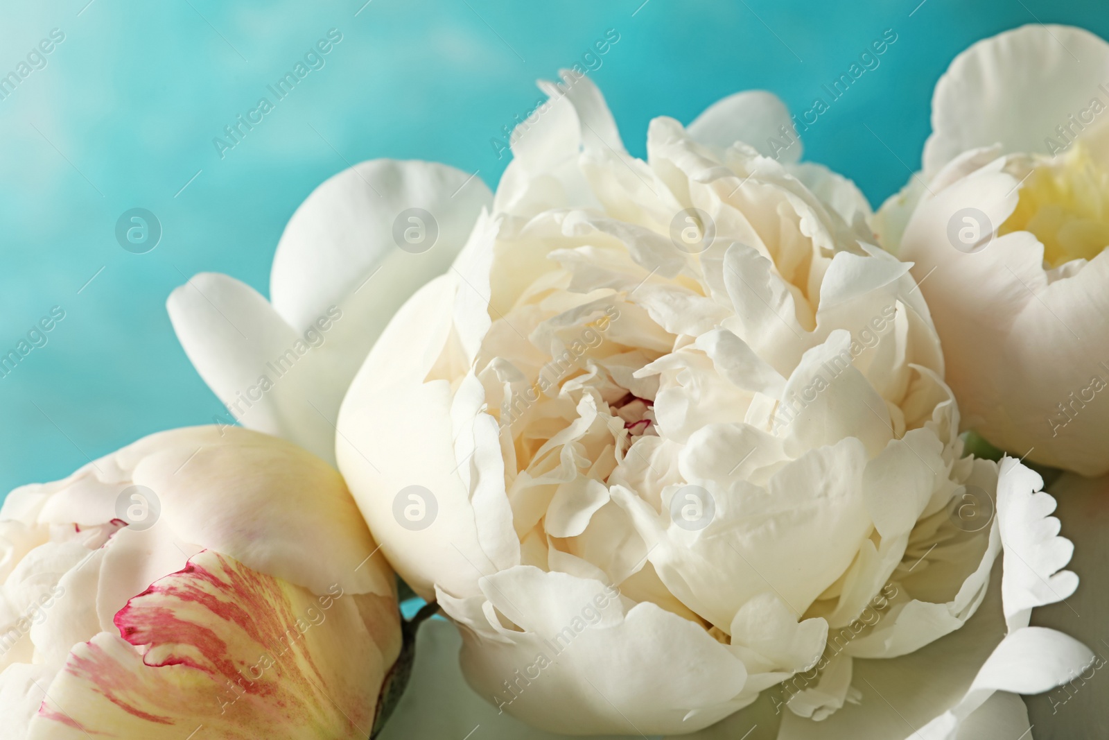 Photo of Fragrant peonies on color background, closeup. Beautiful spring flowers