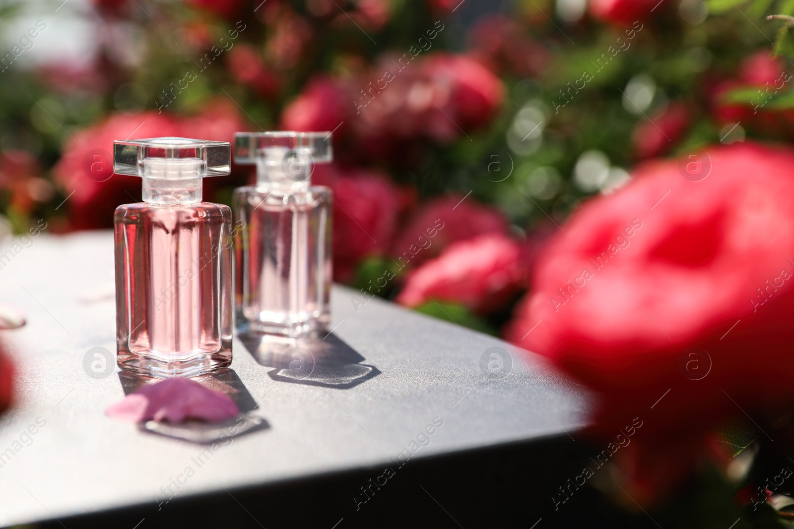 Photo of Bottles with rose perfume on table among flowers in blooming garden, space for text