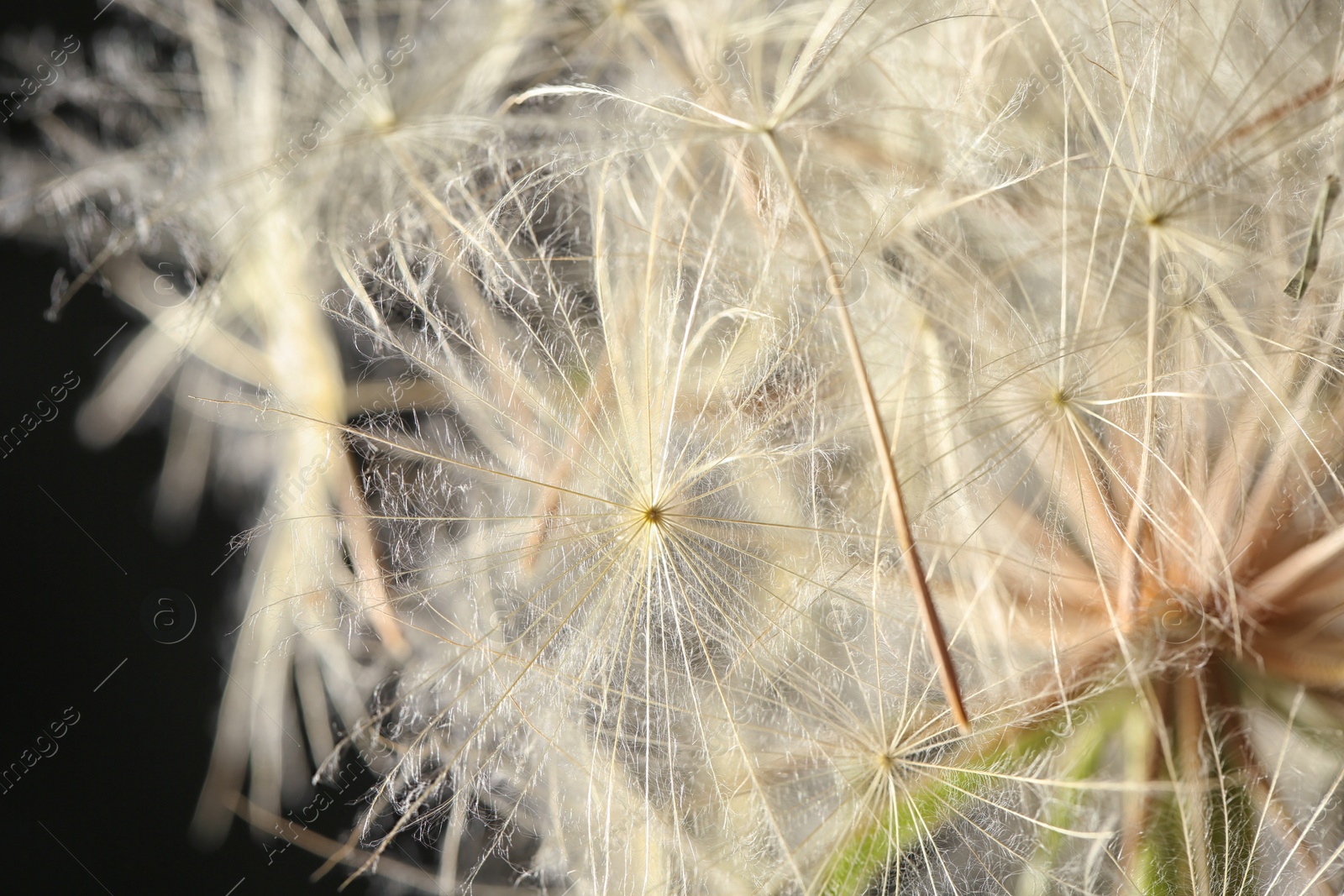 Photo of Dandelion seed head on black background, close up