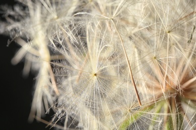 Photo of Dandelion seed head on black background, close up