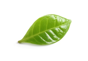 Photo of Fresh green coffee leaf with water drops isolated on white