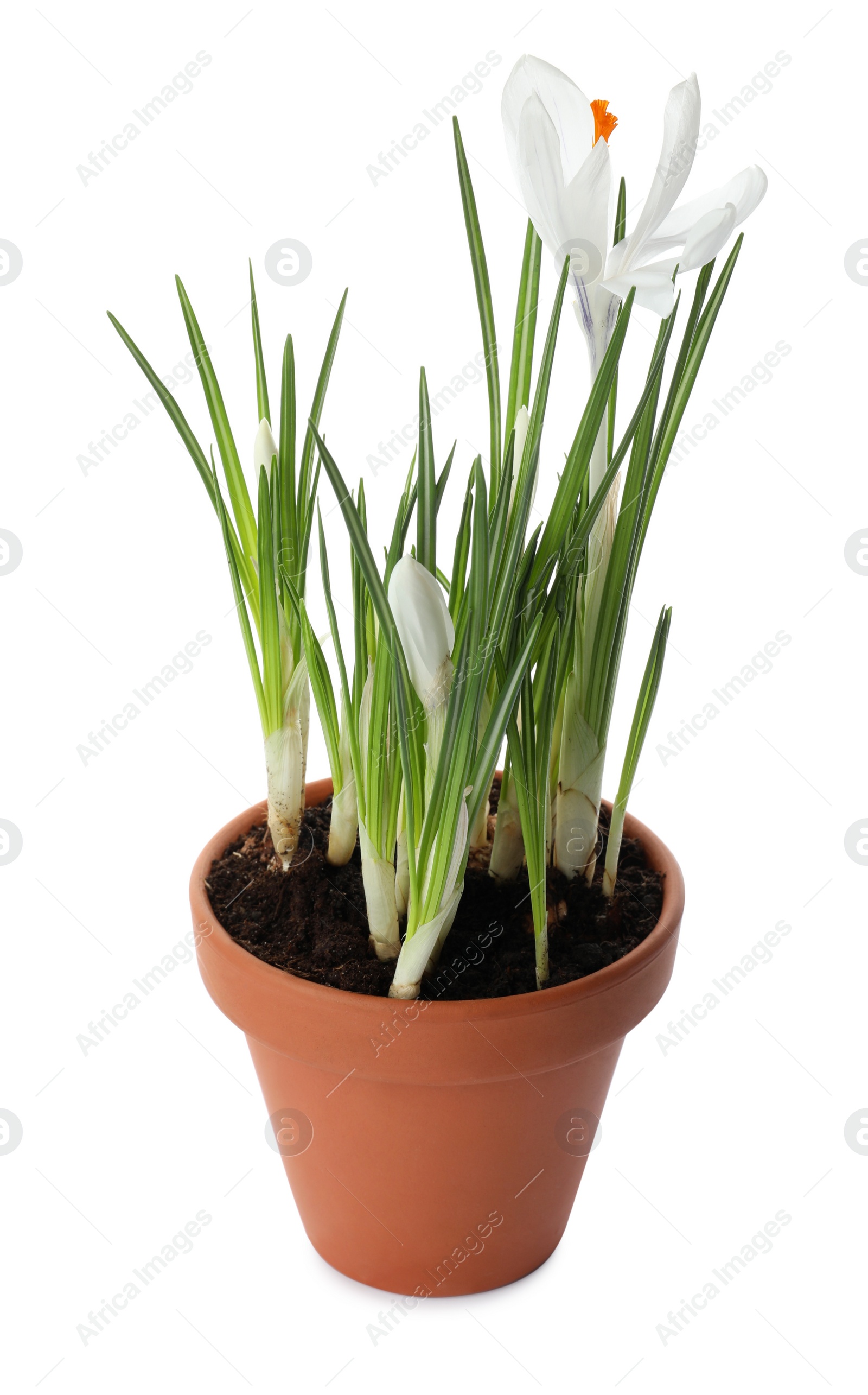 Photo of Beautiful potted crocus flowers isolated on white