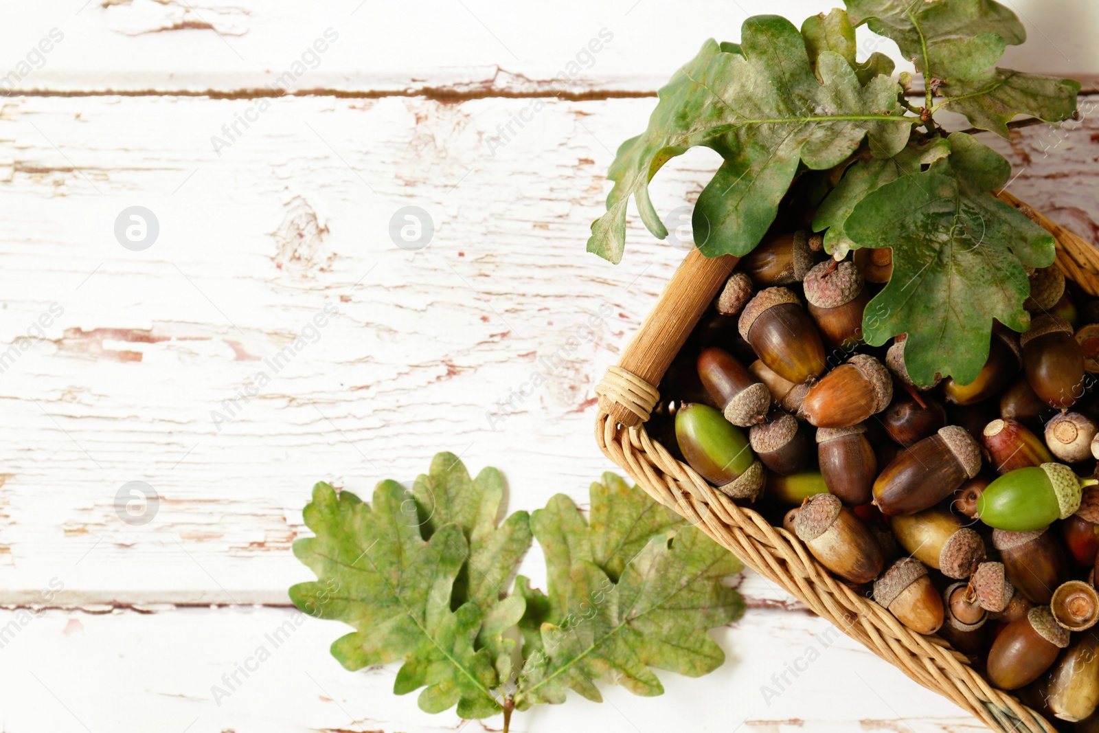 Photo of Wicker basket with acorns and green oak leaves on white wooden table, top view. Space for text