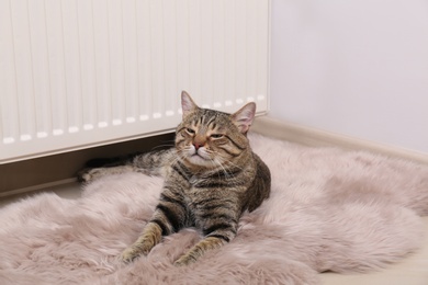 Cute tabby cat on faux fur rug near heating radiator indoors