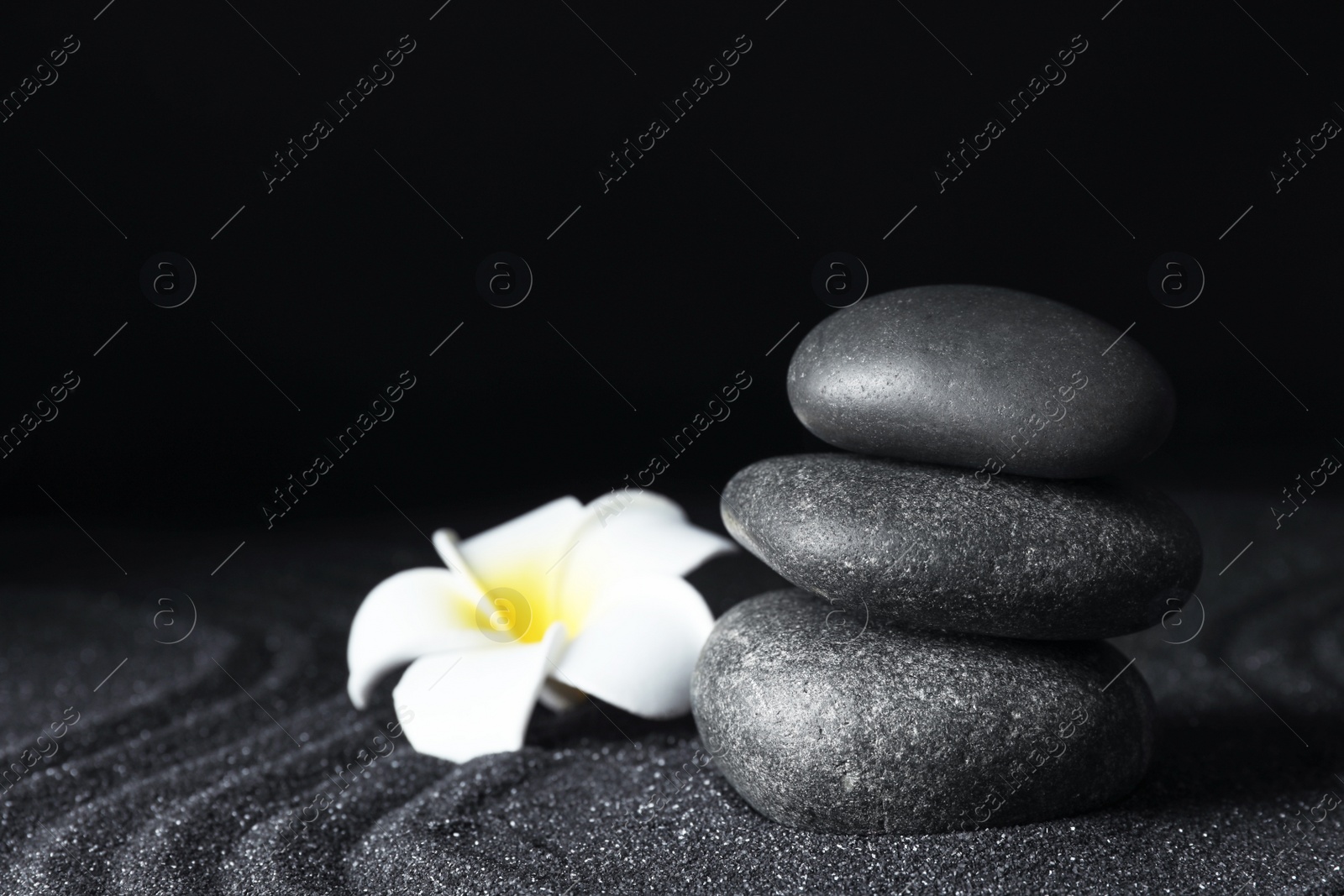 Photo of Spa stones and plumeria flower on black sand with beautiful pattern, space for text. Zen concept