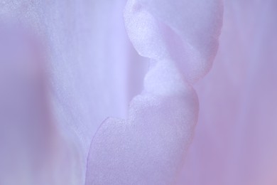 Photo of Beautiful lilac Gladiolus flower as background, macro view