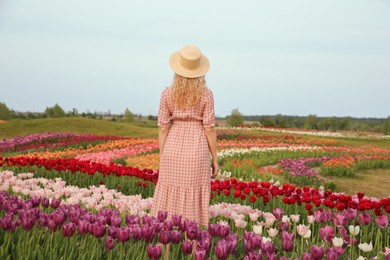 Woman in beautiful tulip field, back view