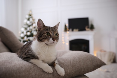 Photo of Cute cat in room decorated for Christmas