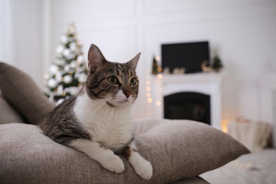 Cute cat in room decorated for Christmas