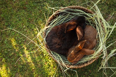 Cute fluffy rabbits in wicker bowl with dry grass outdoors, top view. Space for text