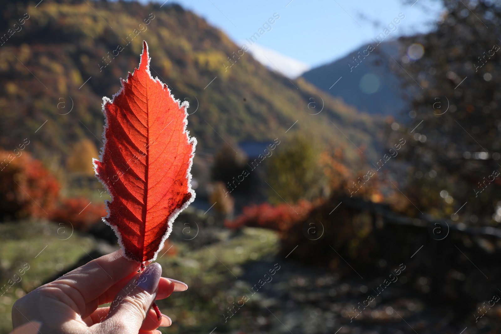 Photo of Woman holding beautiful autumn leaf covered with frost outdoors, top view. Space for text