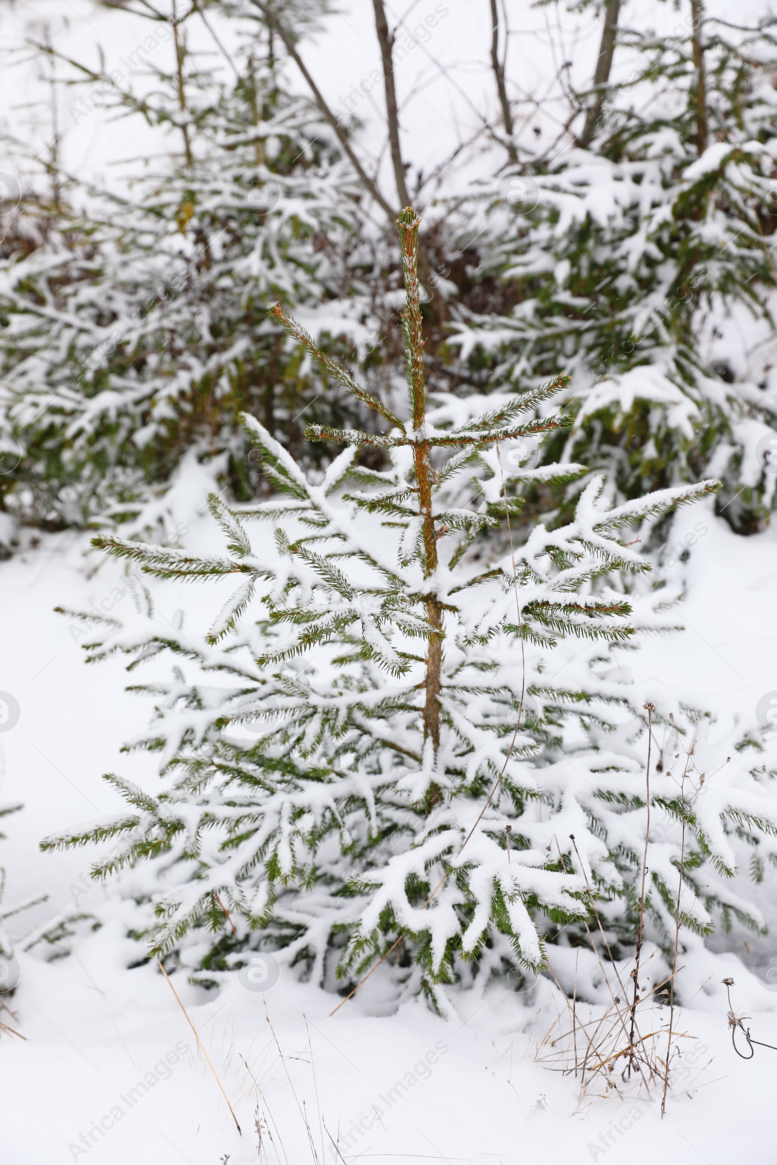 Photo of Beautiful view of fir tree covered with snow outdoors. Winter landscape