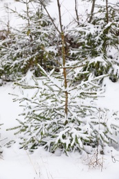Photo of Beautiful view of fir tree covered with snow outdoors. Winter landscape