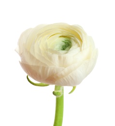 Photo of Beautiful ranunculus flower on white background