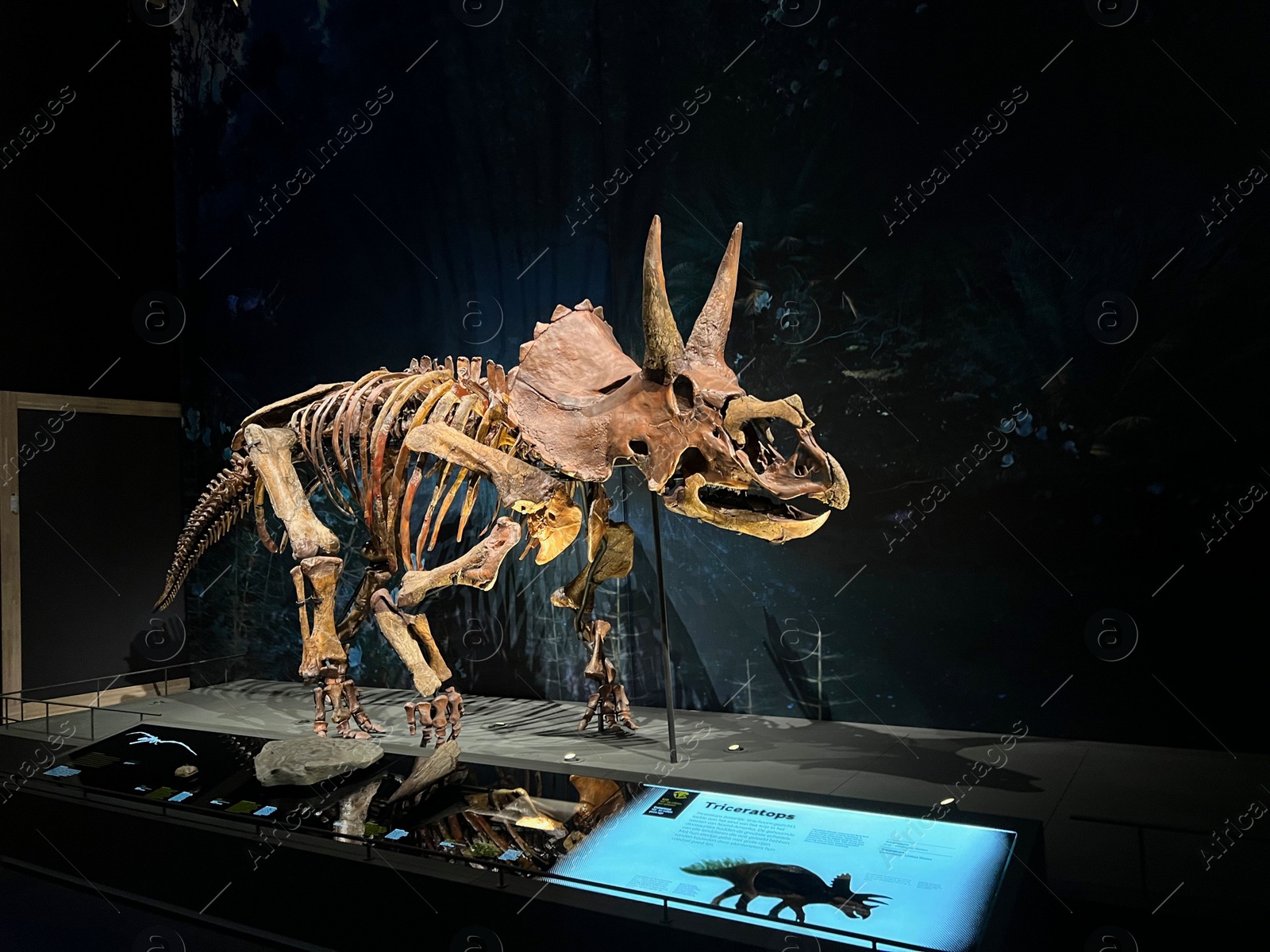 Photo of Leiden, Netherlands - June 18, 2022: Life size skeleton of Triceratops in Naturalis Biodiversity Center