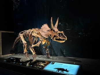Photo of Leiden, Netherlands - June 18, 2022: Life size skeleton of Triceratops in Naturalis Biodiversity Center