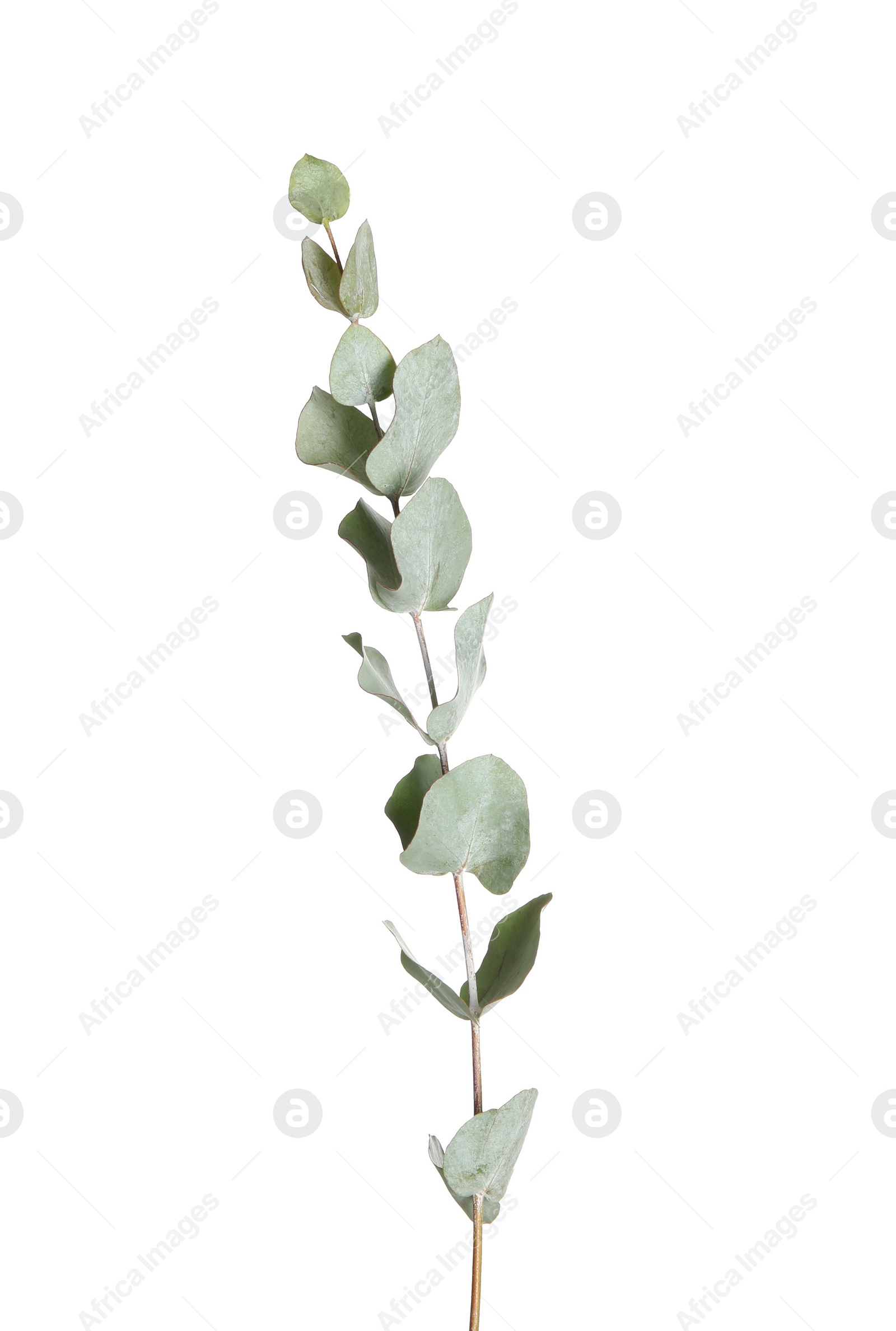 Photo of Eucalyptus branch with fresh leaves on white background