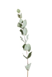 Photo of Eucalyptus branch with fresh leaves on white background