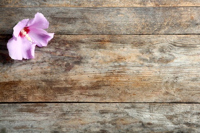 Photo of Beautiful tropical Hibiscus flower on wooden background with space for design, top view