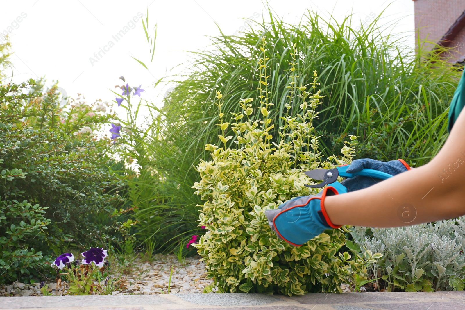 Photo of Woman trimming plant outdoors, closeup. Home gardening