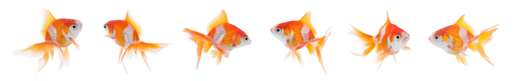 Image of Beautiful bright small goldfish on white background, collage. Banner design