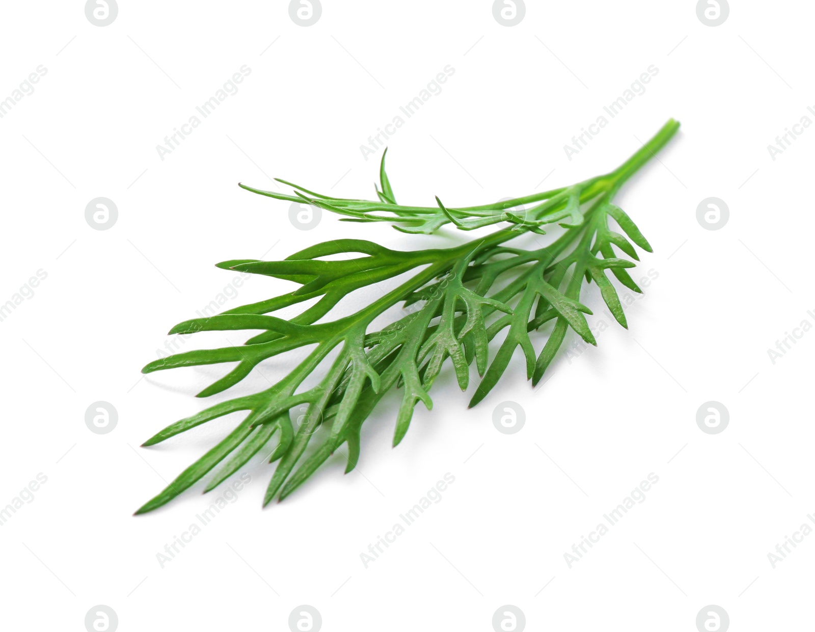 Photo of Sprig of fresh dill isolated on white