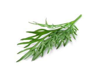 Photo of Sprig of fresh dill isolated on white