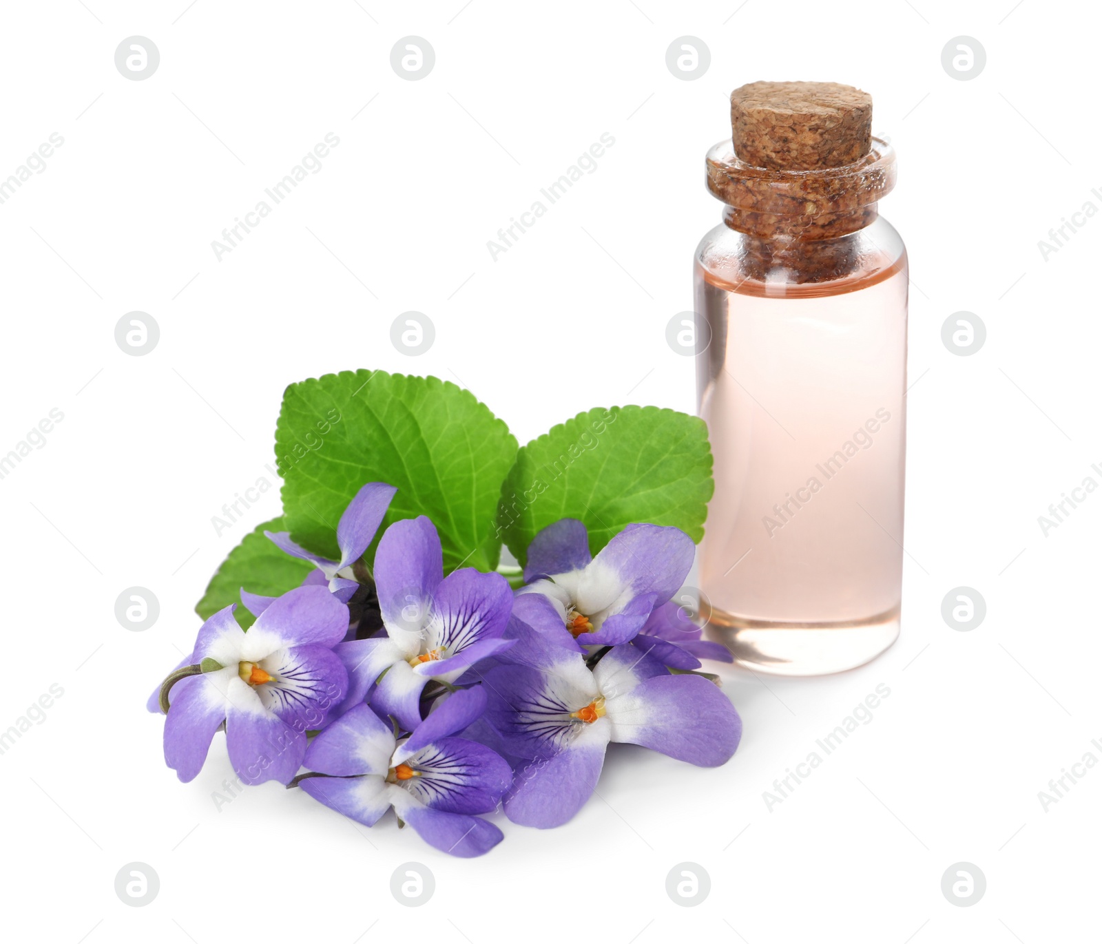 Photo of Beautiful wood violets and essential oil on white background. Spring flowers