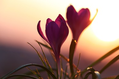 Fresh purple crocus flowers growing in spring morning at sunrise, closeup