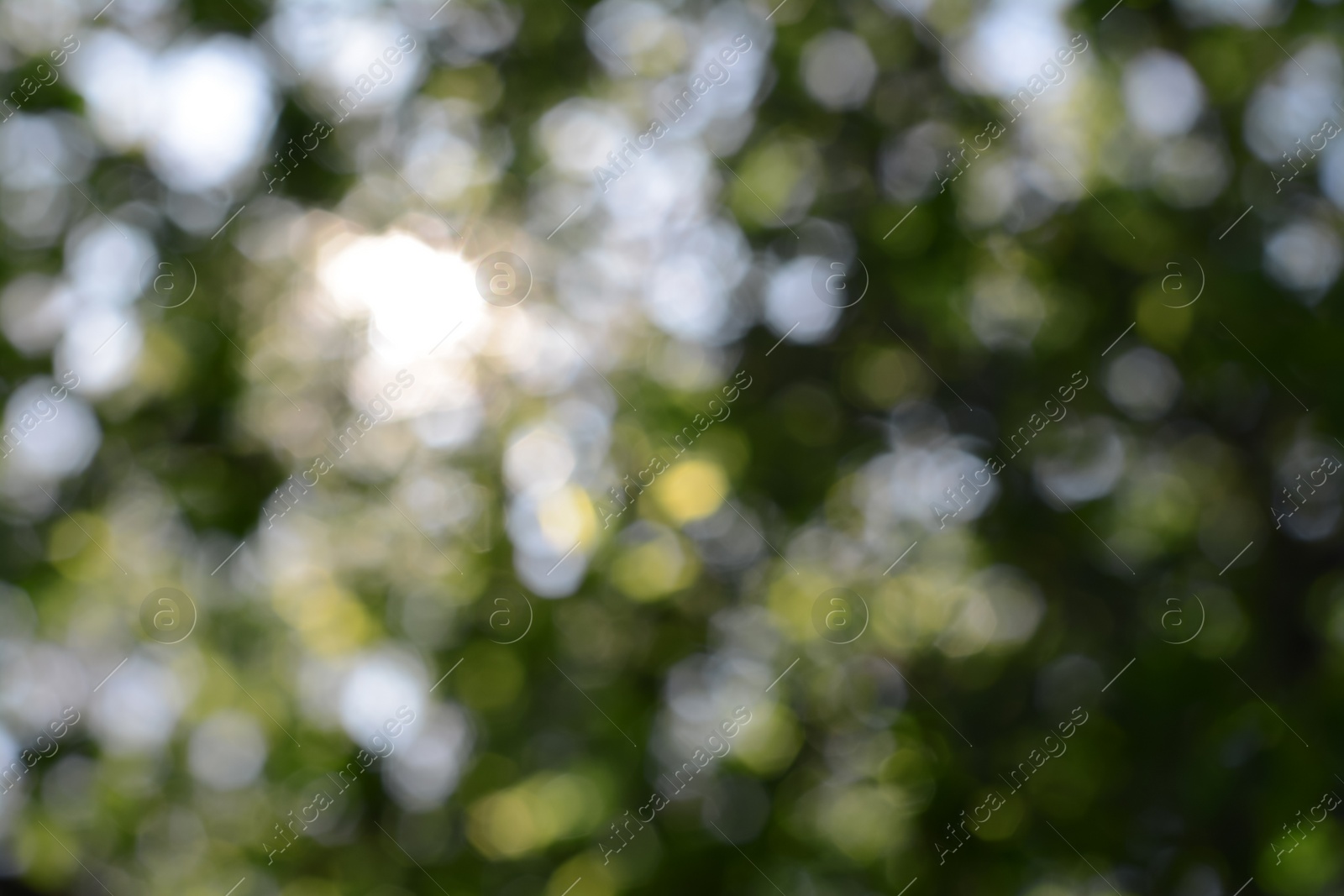 Photo of Blurred view of green tree outdoors. Bokeh effect