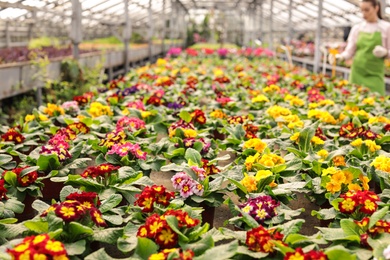 Photo of Many potted blooming flowers in greenhouse. Home gardening