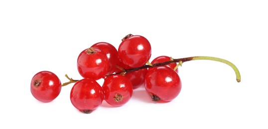 Photo of Bunch of fresh ripe red currants isolated on white