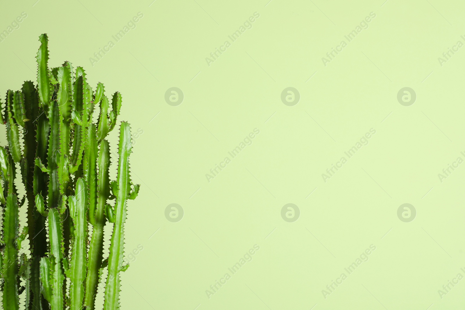 Photo of Beautiful cactus on green background, space for text. Tropical plant