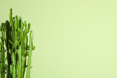 Beautiful cactus on green background, space for text. Tropical plant