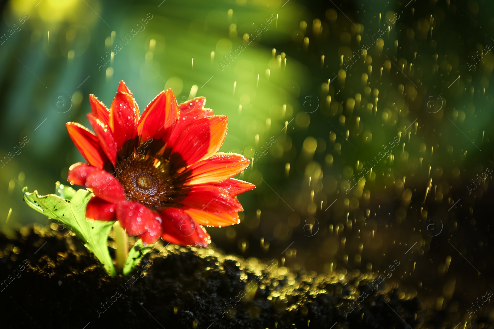 Photo of Fresh flower in fertile soil under rain, space for text