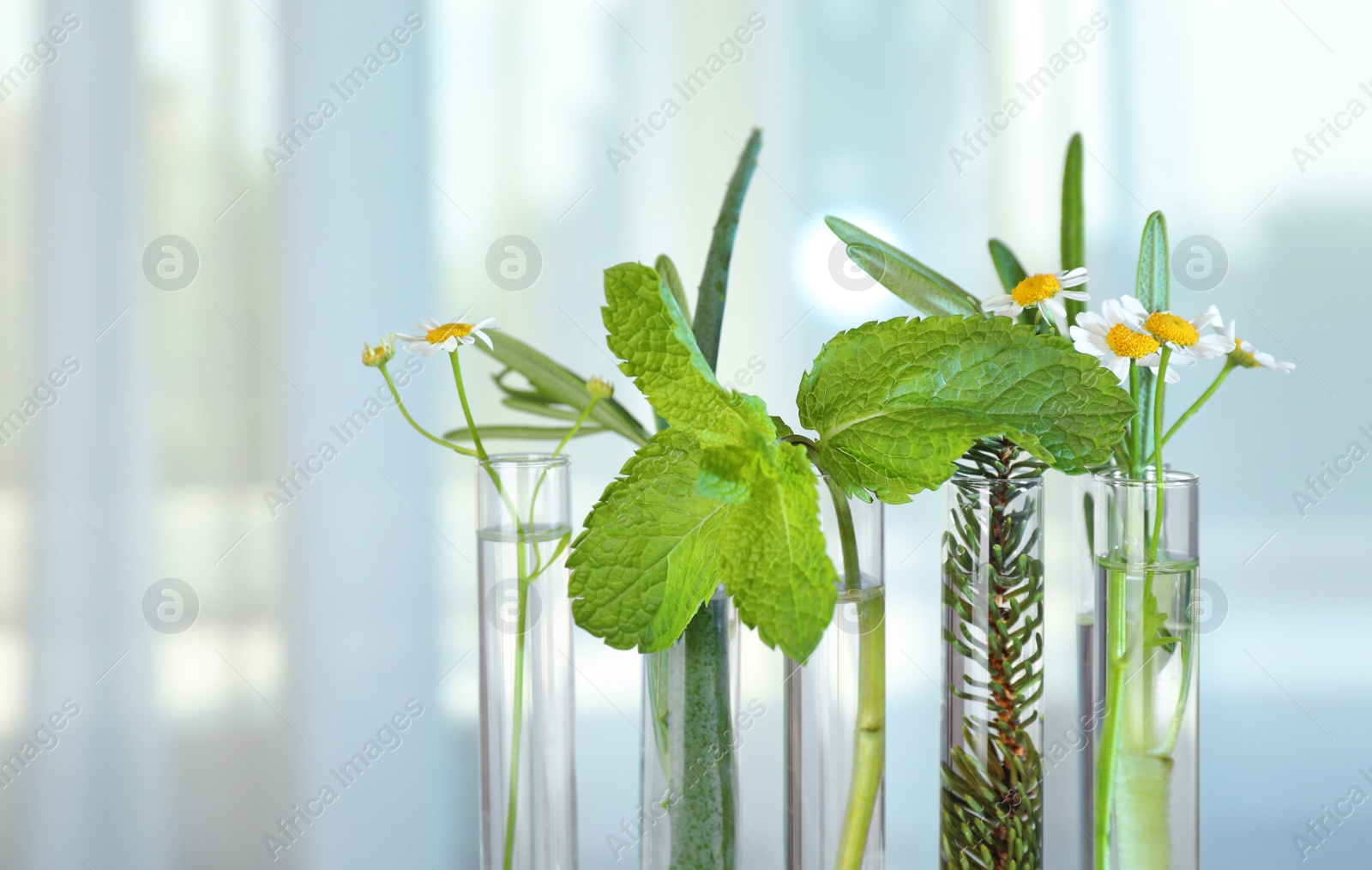 Photo of Test tubes of different essential oils with plants against light background, closeup