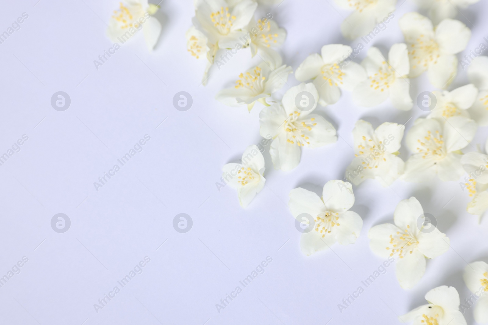 Photo of Beautiful jasmine flowers on white background, flat lay. Space for text