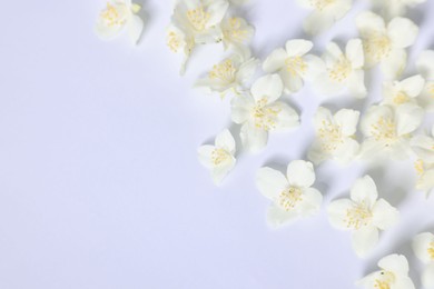 Photo of Beautiful jasmine flowers on white background, flat lay. Space for text