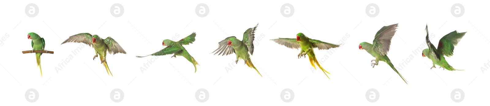 Image of Set of beautiful pet (Alexandrine parakeet) on white background. Banner design