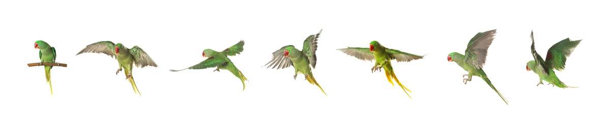 Image of Set of beautiful pet (Alexandrine parakeet) on white background. Banner design