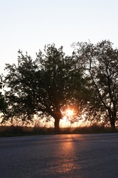 Beautiful view of trees near asphalt road at sunset