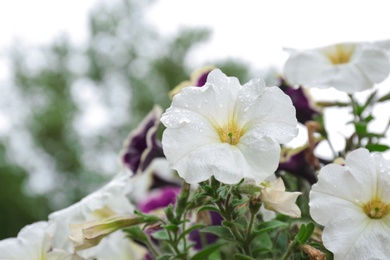 Beautiful spring flowers with rain drops in garden, closeup view