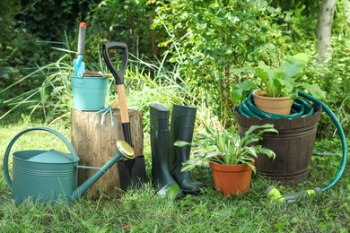 Photo of Beautiful plants and gardening tools on green grass at backyard